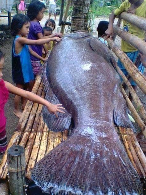 The biggest to hit Lapu.
